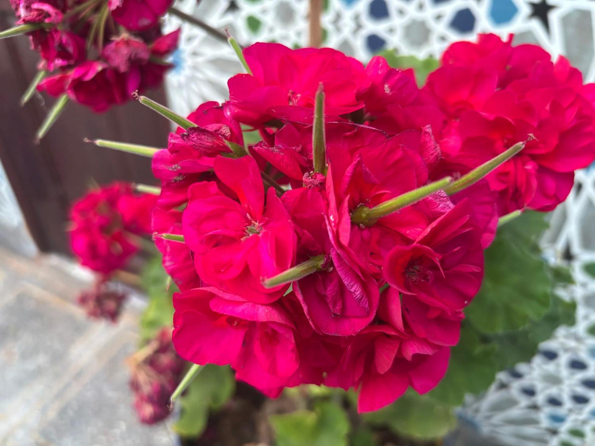 Casa Morisca Villa Sidi Ifni Buitenkant foto